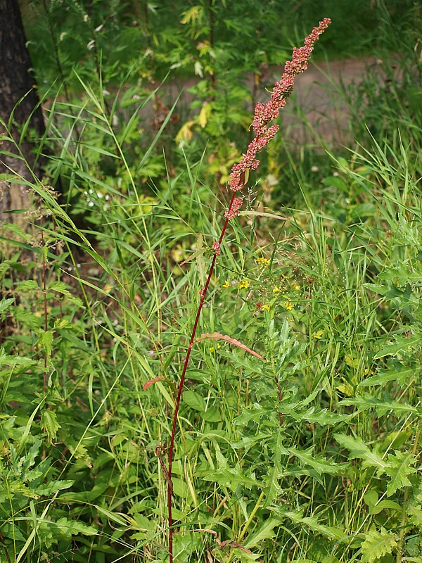 Изображение особи Rumex pseudonatronatus.