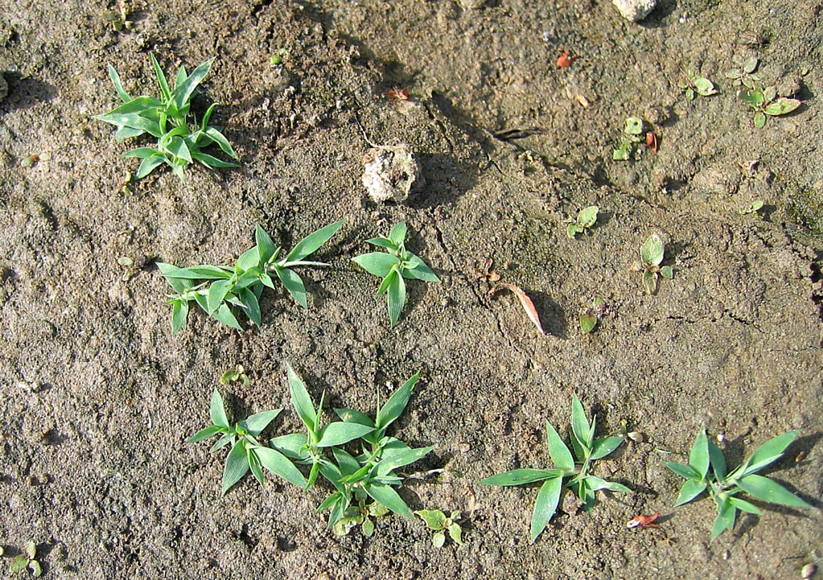 Image of genus Crypsis specimen.