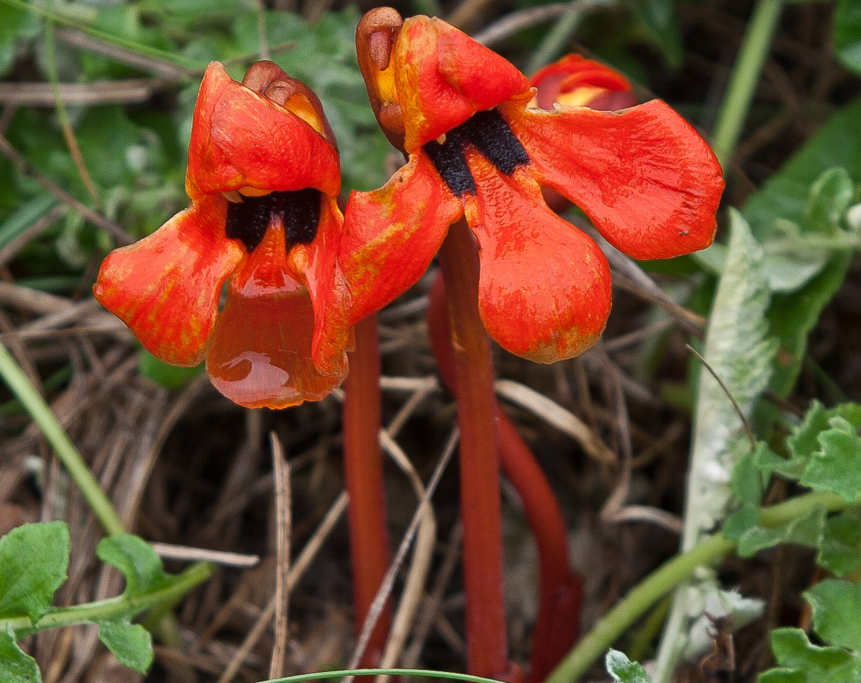 Изображение особи Phelypaea coccinea.