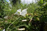 Calystegia silvatica. Побеги с цветущими и отцветшими цветками. Республика Адыгея, г. Майкоп, восточная окраина города, луговой участок между р. Гиага и кукурузным полем. 18.06.2016.