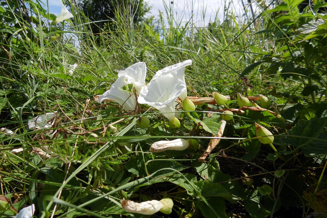 Image of Calystegia silvatica specimen.