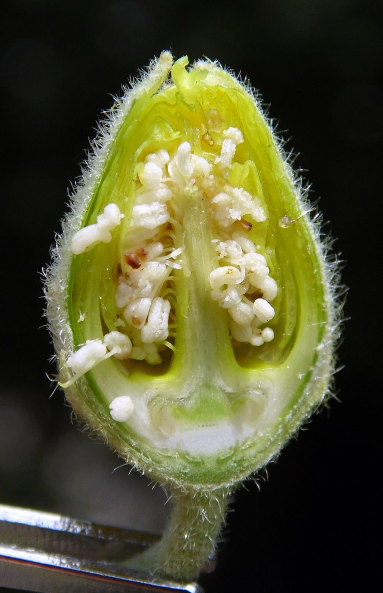 Изображение особи Alcea rugosa.