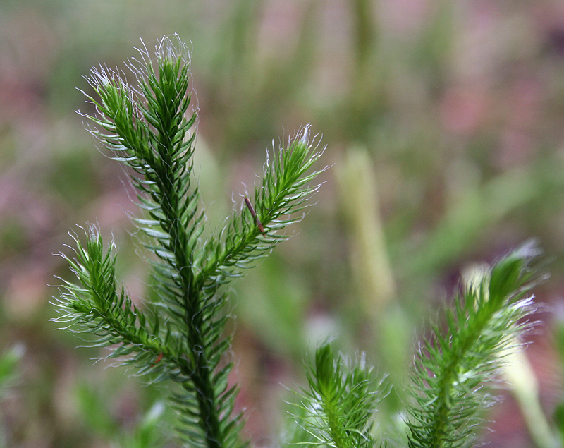 Image of Lycopodium clavatum specimen.