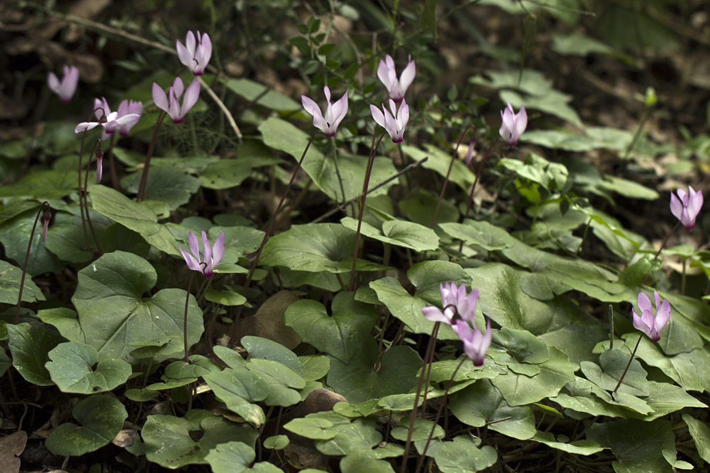 Изображение особи Cyclamen repandum ssp. peloponnesiacum.