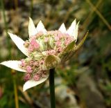 Astrantia maxima. Соцветие. Краснодарский край, Адлерский р-н, окр. пос. Красная Поляна, гора Аибга, пик Чёрная Пирамида, ≈ 2000 м н.у.м., каменистая осыпь. 19.09.2016.