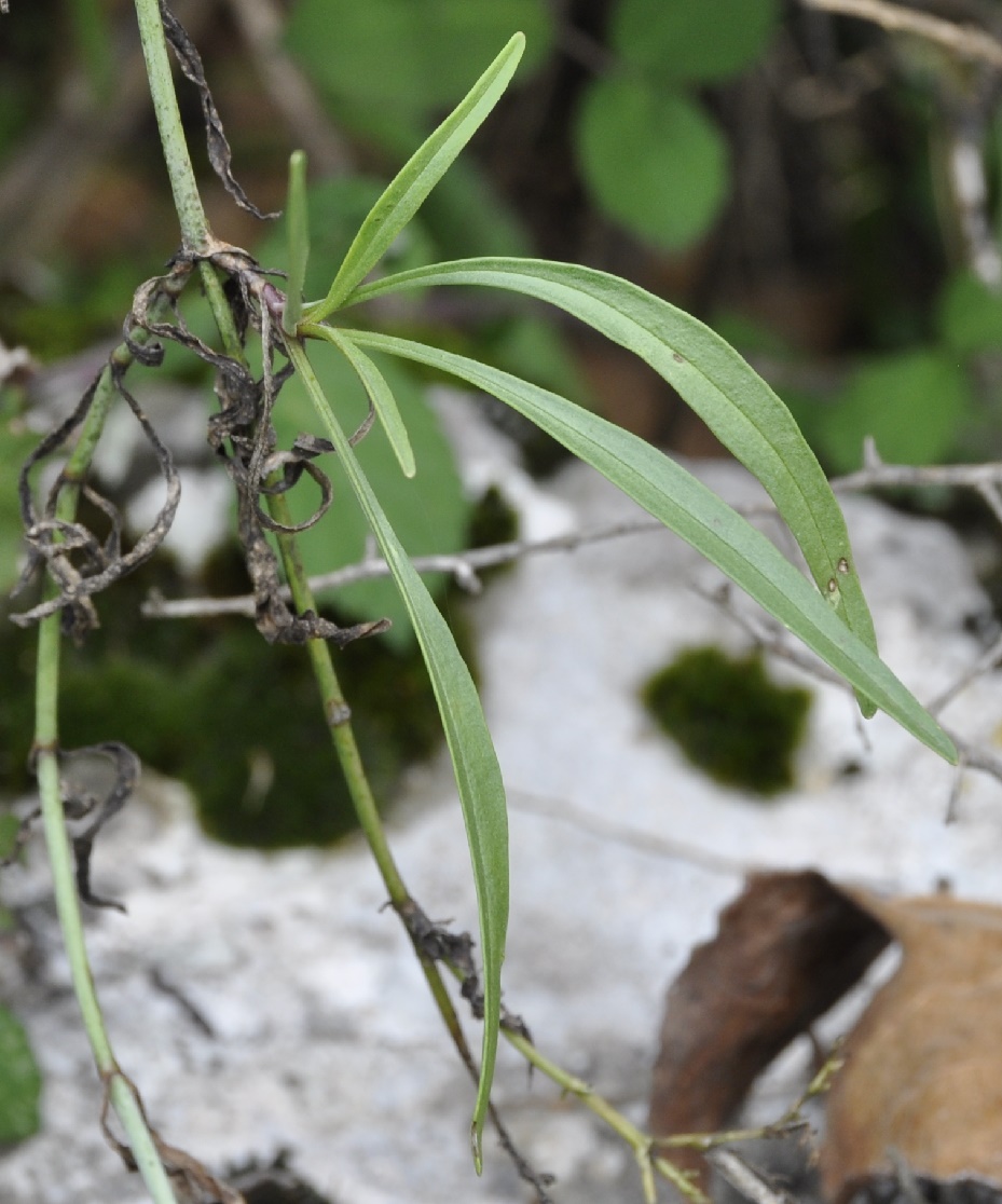 Image of Centranthus ruber specimen.
