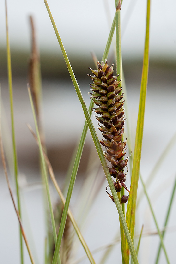 Image of Carex rotundata specimen.