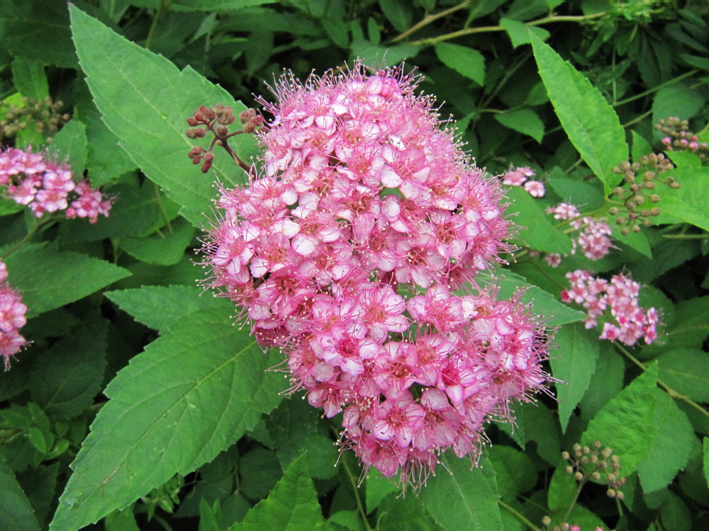 Image of Spiraea japonica specimen.