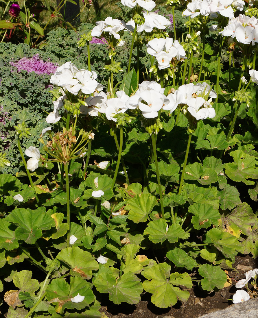 Image of Pelargonium hortorum specimen.