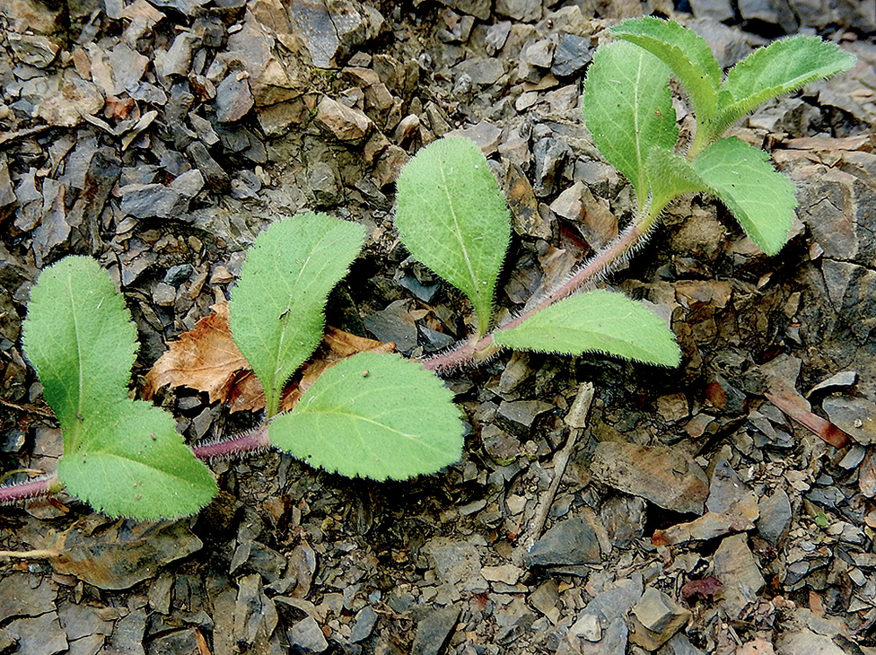 Image of Veronica officinalis specimen.