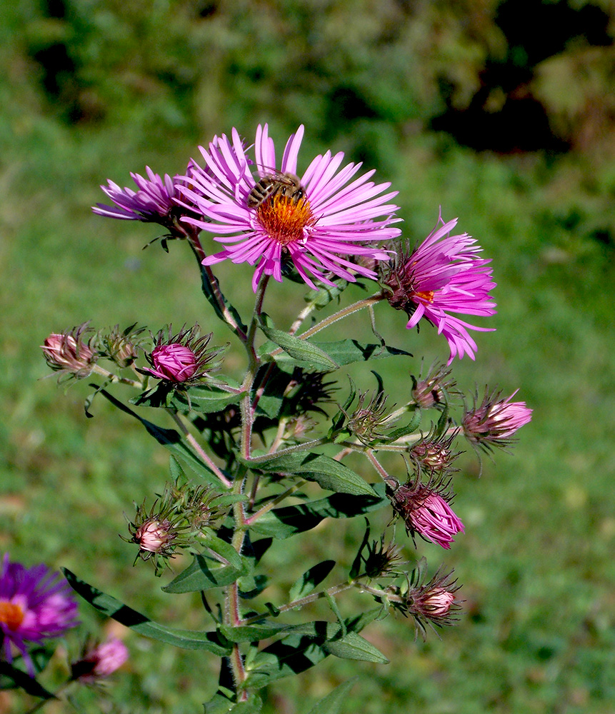 Image of Symphyotrichum novae-angliae specimen.