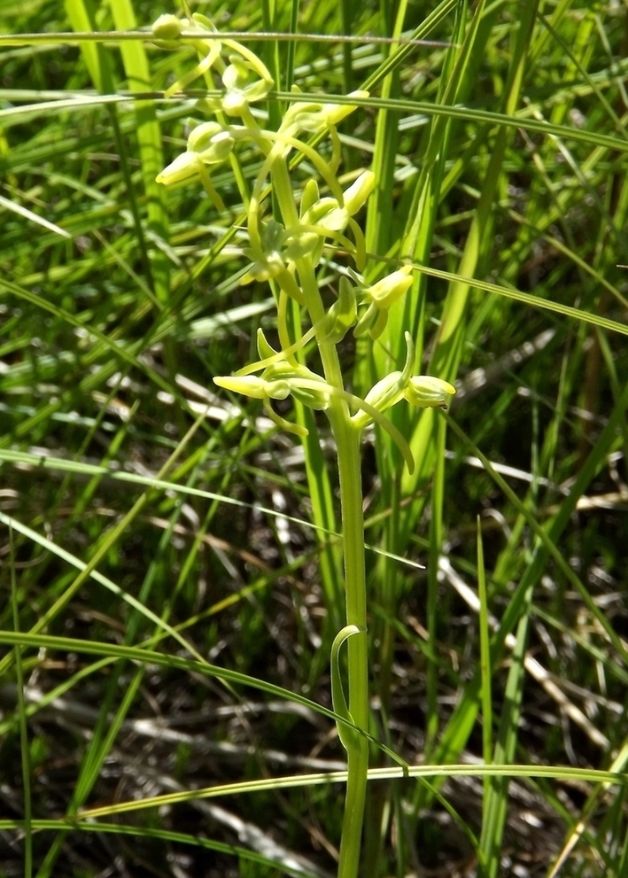 Image of Platanthera tipuloides specimen.