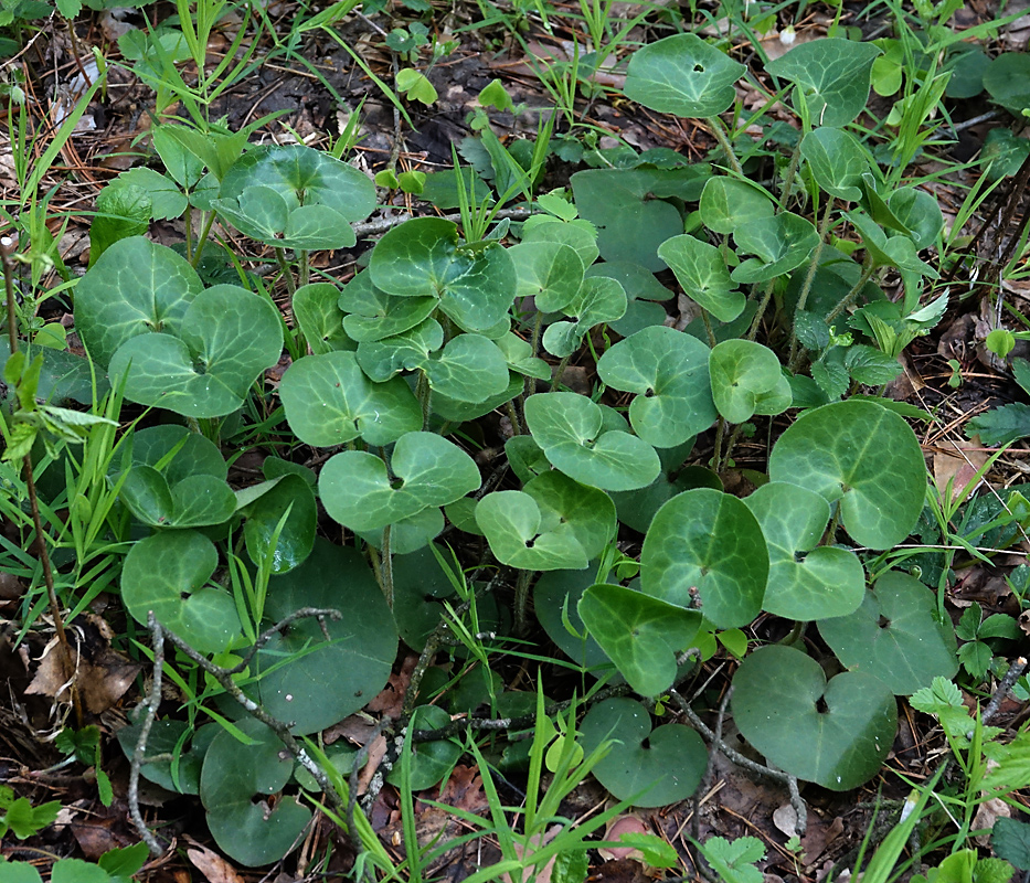 Изображение особи Asarum europaeum.