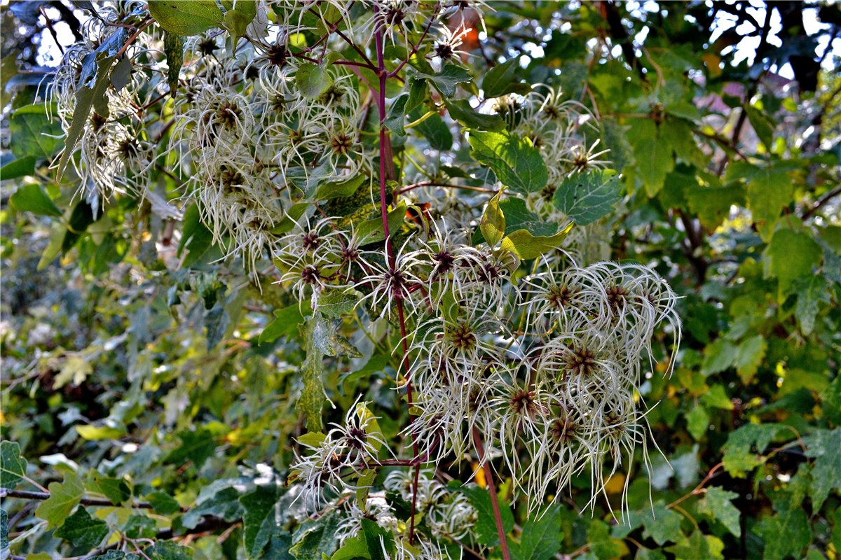 Image of Clematis vitalba specimen.