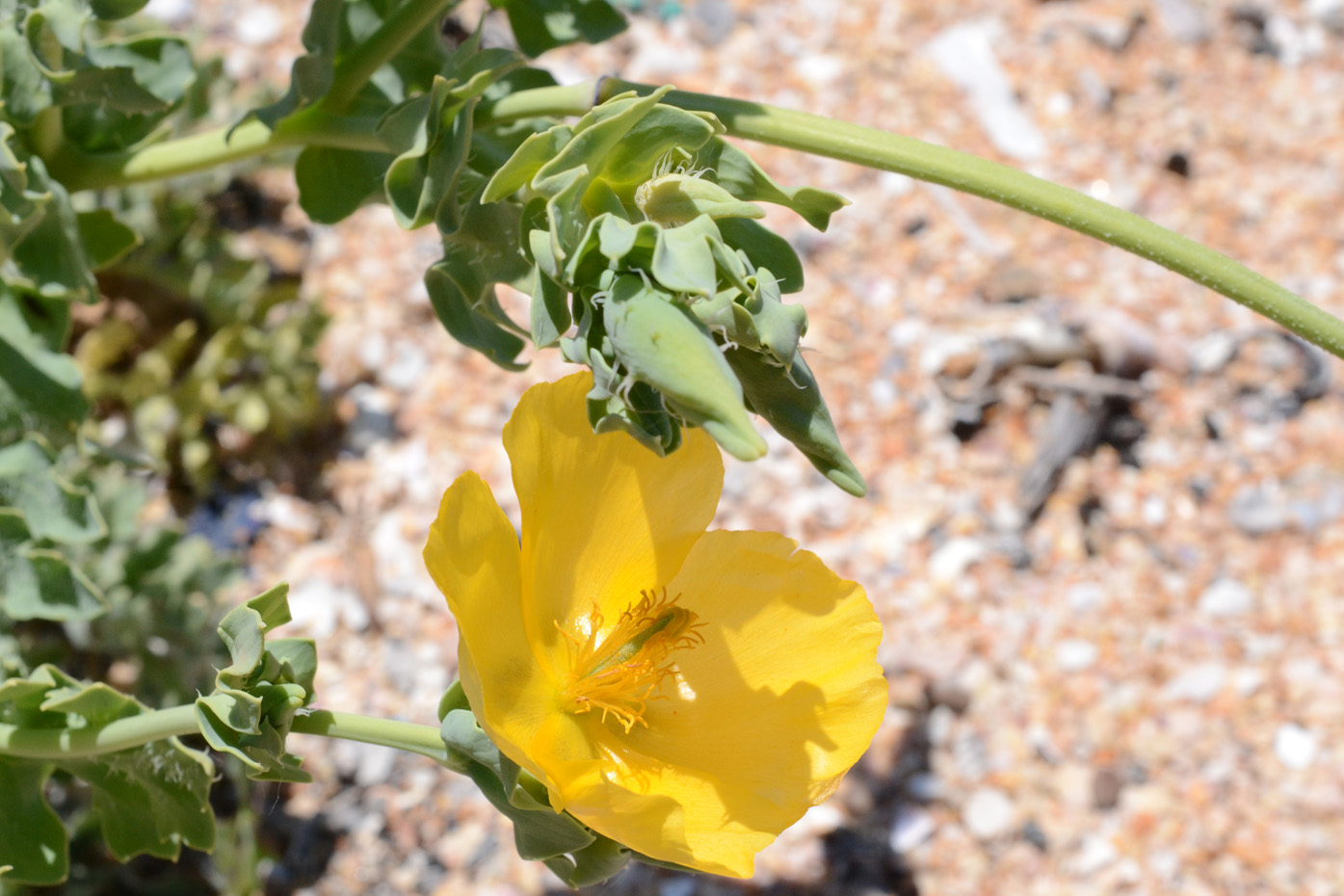 Image of Glaucium flavum specimen.