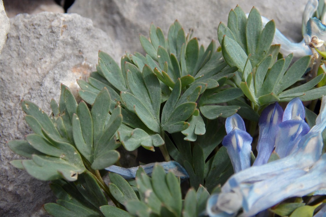 Image of Corydalis alpestris specimen.