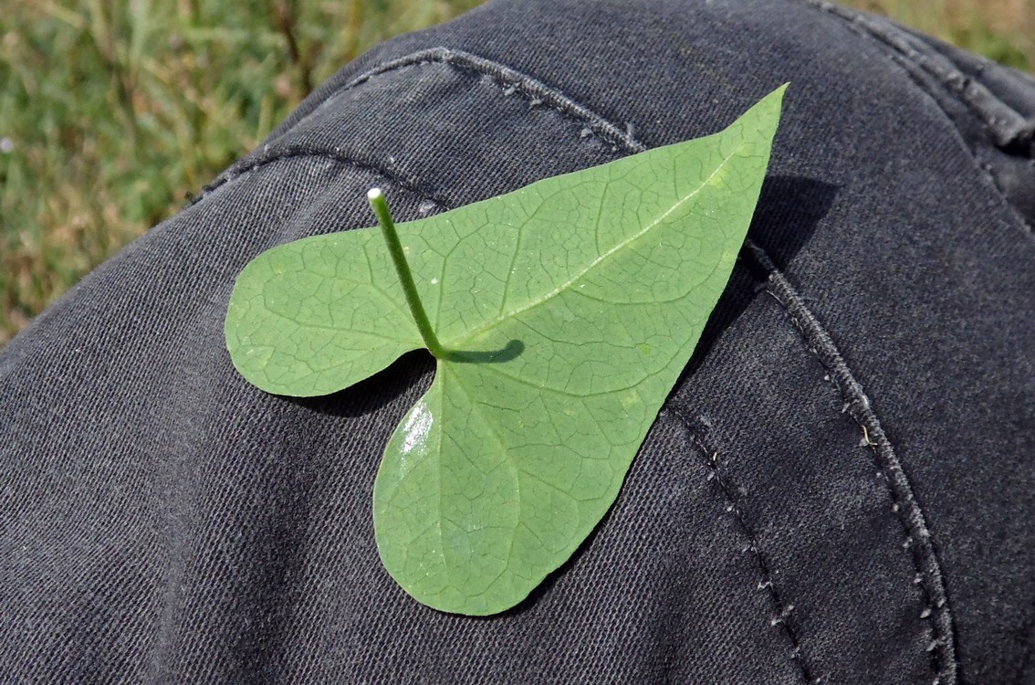 Image of Cynanchum acutum specimen.