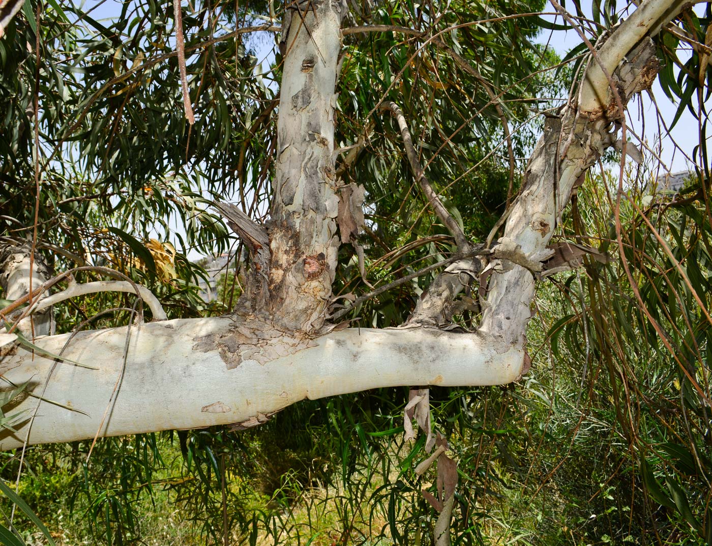 Image of Eucalyptus erythrocorys specimen.