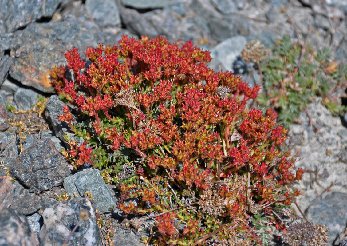 Image of Rhodiola gelida specimen.