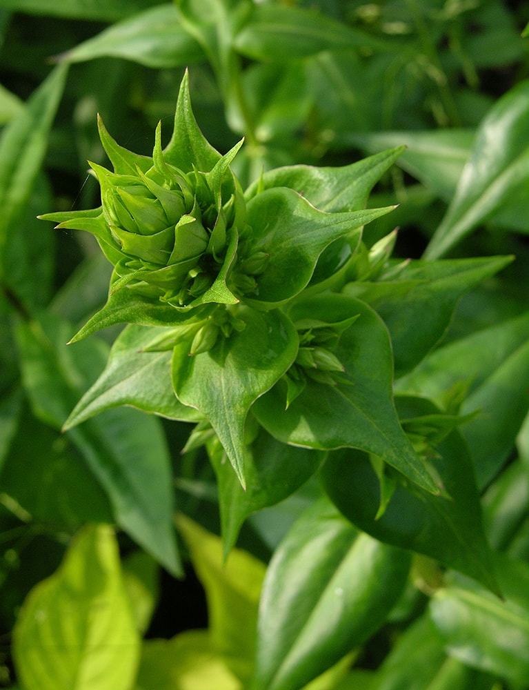 Image of Phlox maculata specimen.