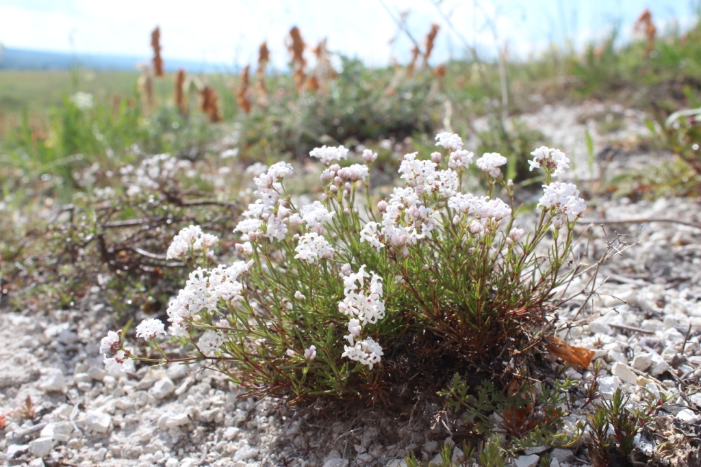 Image of Asperula tephrocarpa specimen.