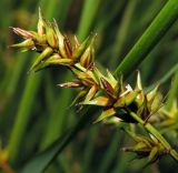 Carex spicata