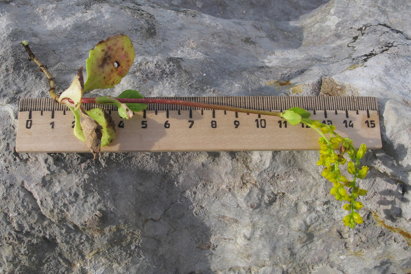 Image of Chiastophyllum oppositifolium specimen.