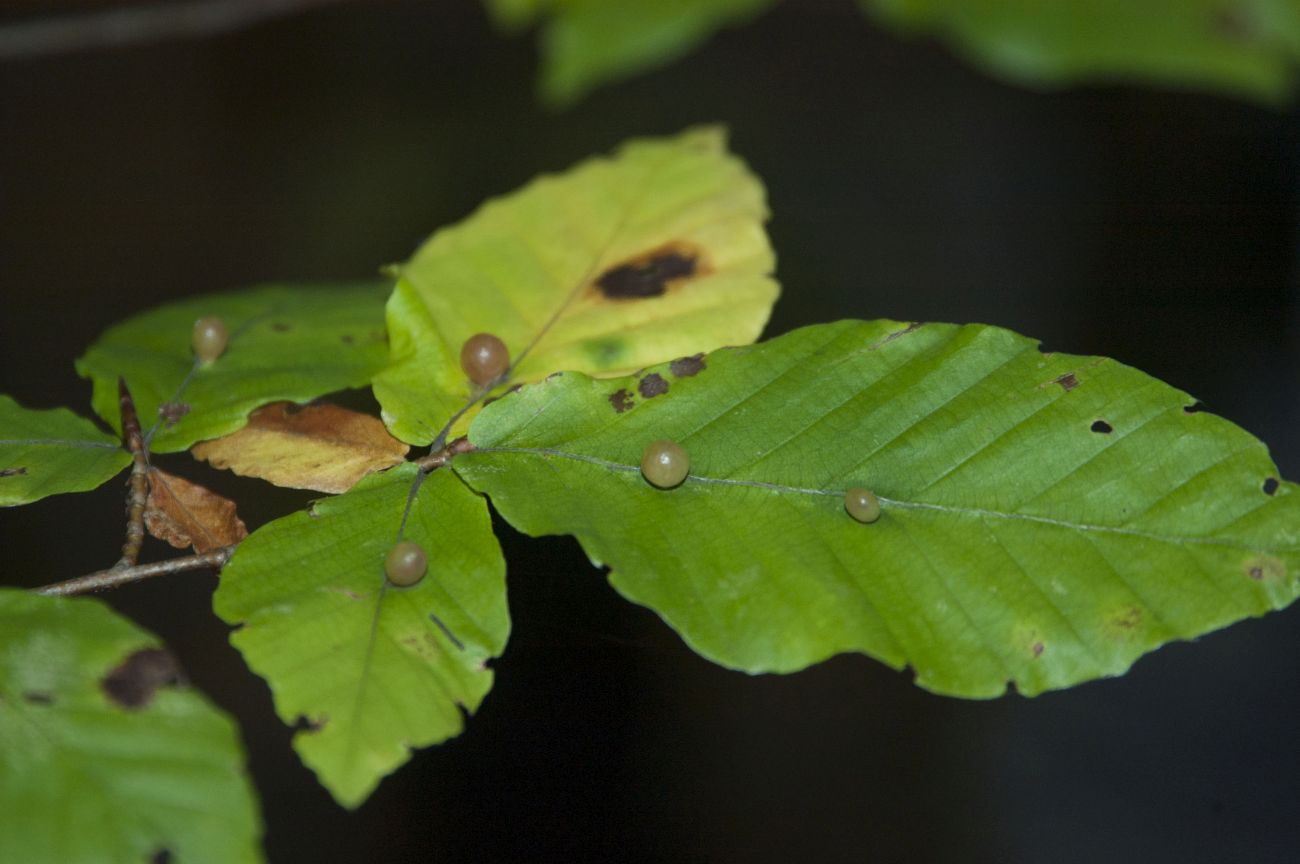 Image of Fagus orientalis specimen.