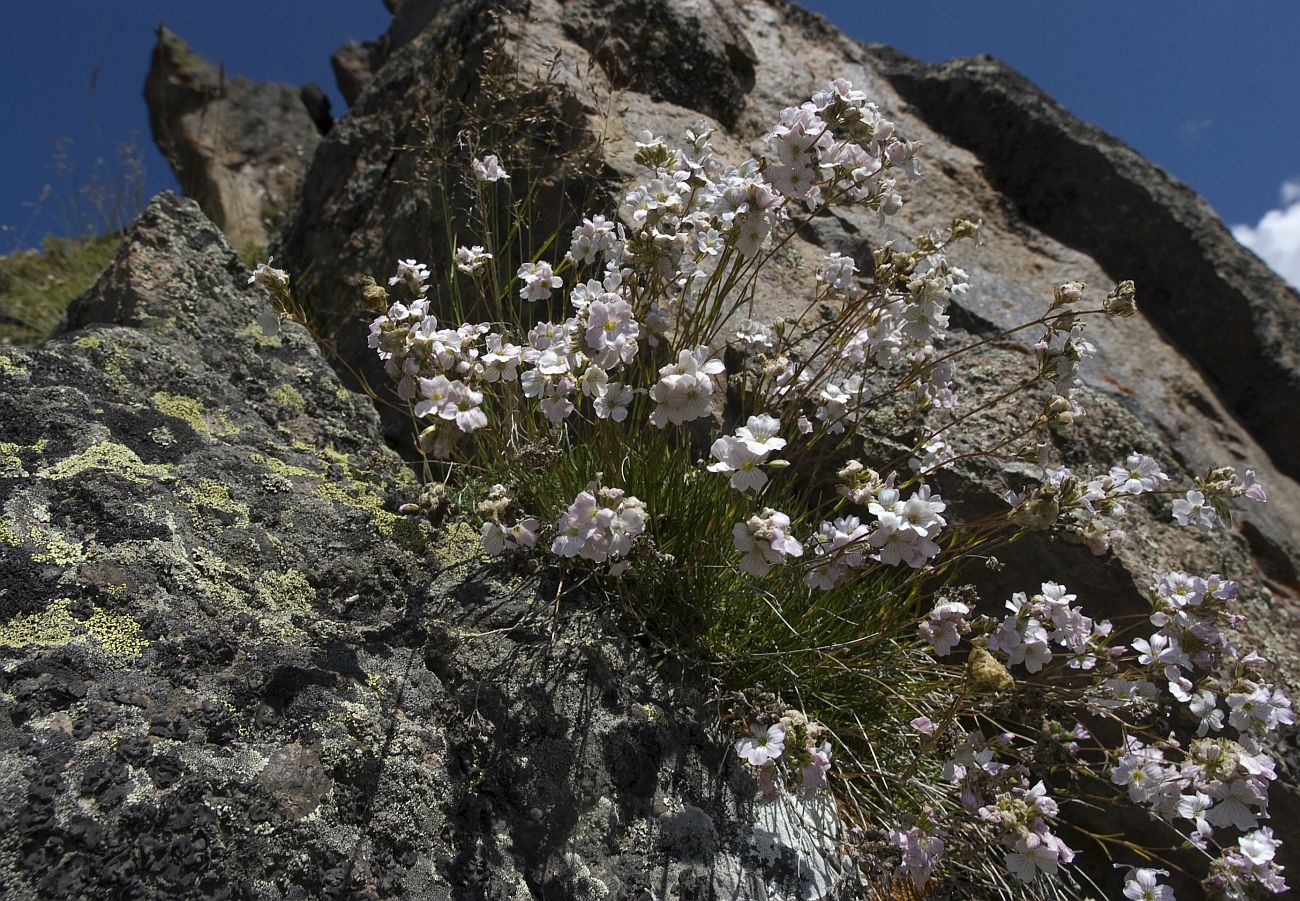 Image of Gypsophila tenuifolia specimen.