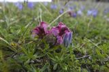 Pedicularis nordmanniana