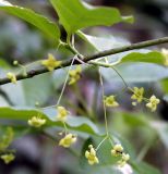 Euonymus latifolius