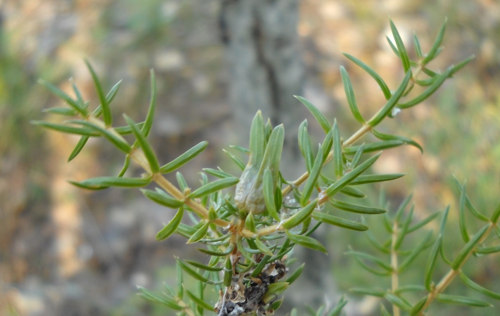 Image of Juniperus communis specimen.