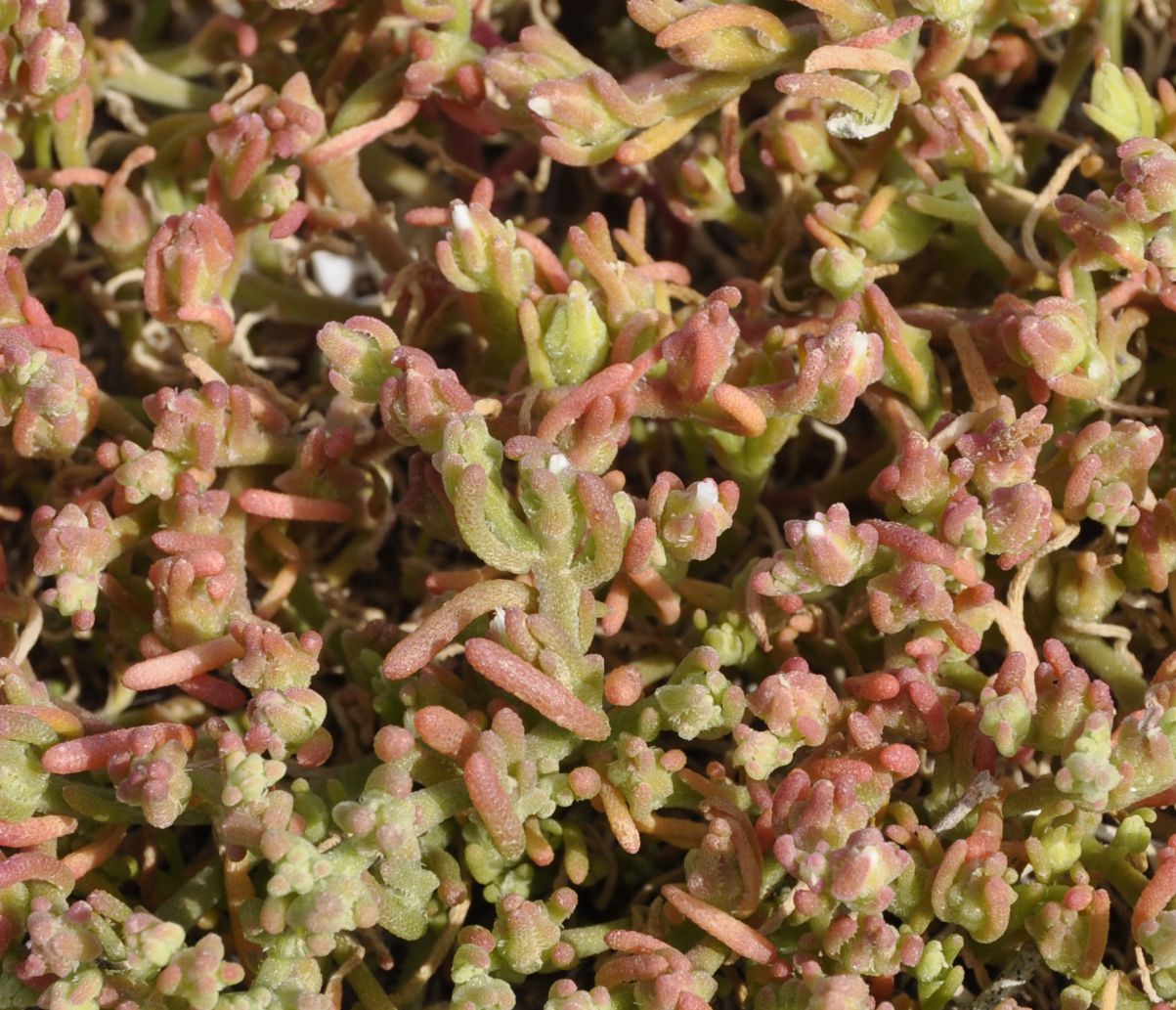 Image of Mesembryanthemum nodiflorum specimen.