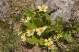 Primula vulgaris. Цветущее растение. Крым, городской округ Ялта, окр. села Оползневое, окр. скалы Биюк-Исар. Начало мая 2010 г.