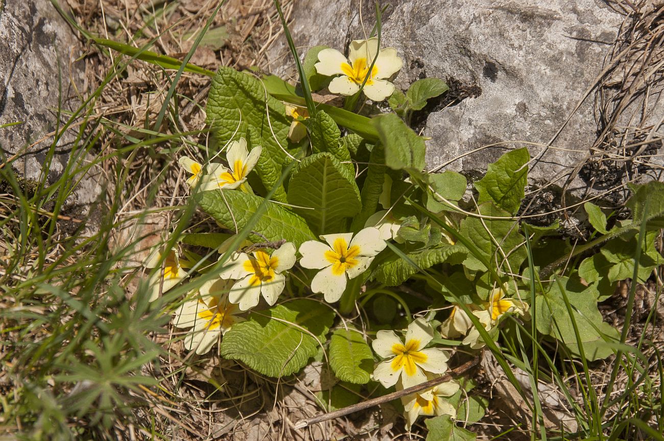 Image of Primula vulgaris specimen.