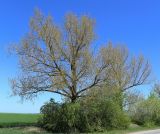 Populus deltoides