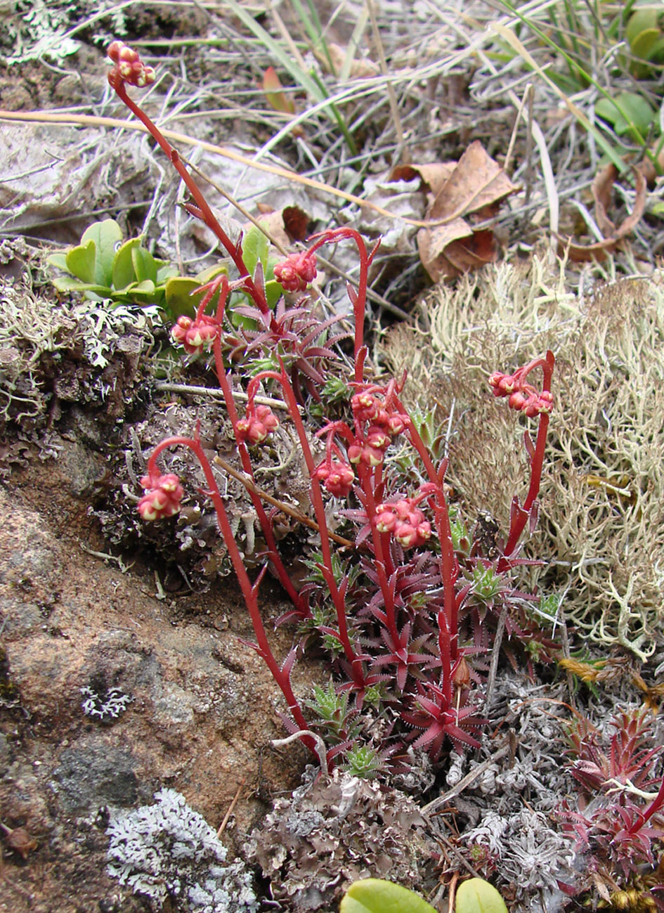 Изображение особи Saxifraga bronchialis.