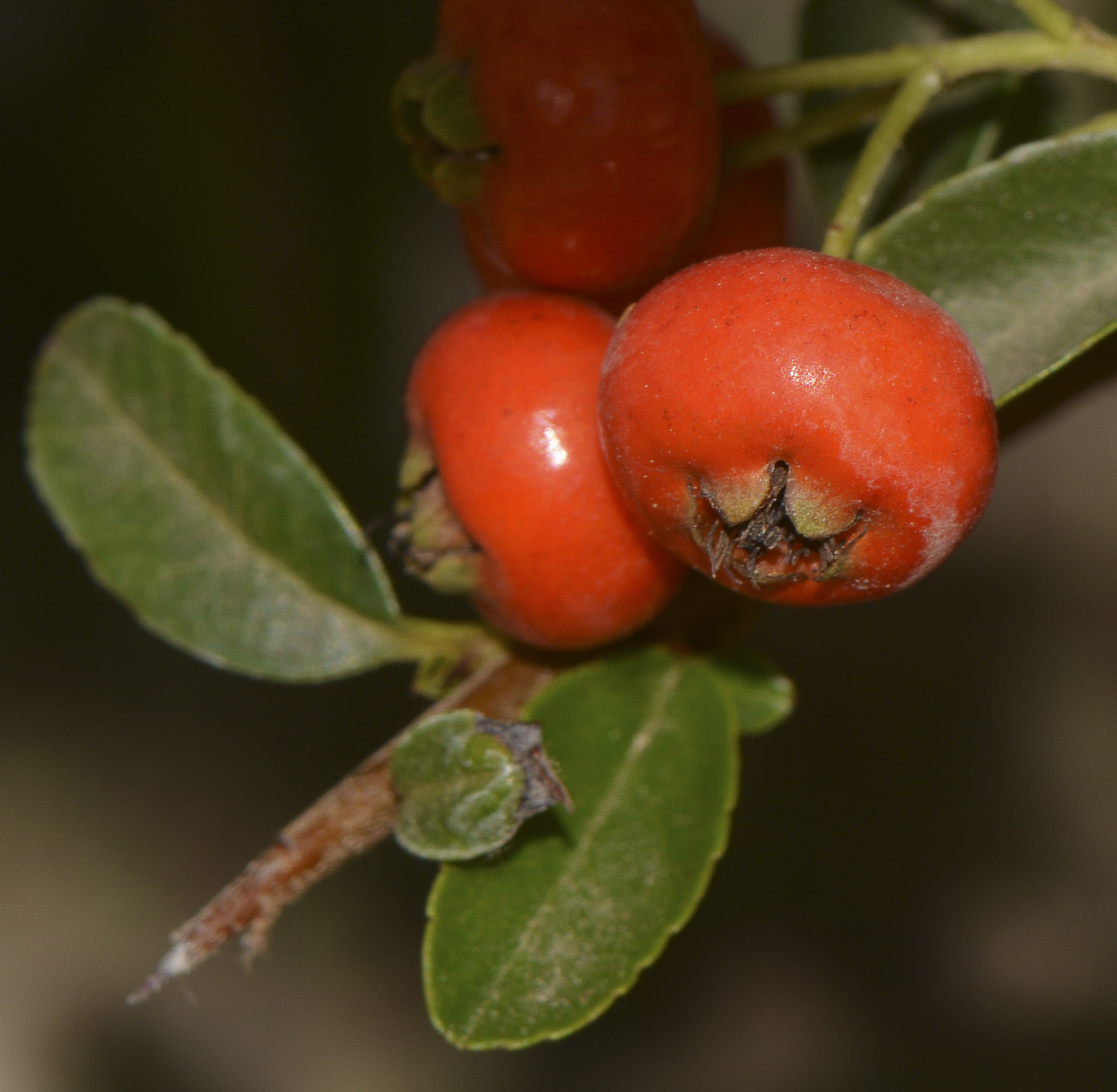 Изображение особи Pyracantha rogersiana.