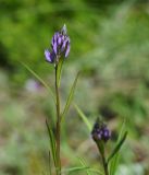 Polygala comosa. Верхушка побега с нераскрывшимся соцветием. Восточный Казахстан, г. Усть-Каменогорск, восточные окр., Лесхоз, склон сопки. 22.05.2018.