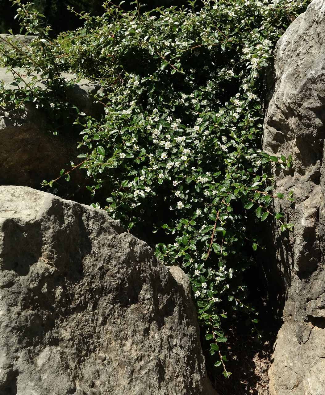 Image of genus Cotoneaster specimen.