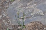 Allium kunthianum. Вегетирующее растение. Казбегский муниципалитет, средняя часть долины Чаухицхали, ≈ 2500 м н.у.м, каменистый крутой склон в небольшом каньоне. 01.08.2018.