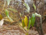 Salix pentandra. Побеги с листьями, принимающими осеннюю окраску. Санкт-Петербург, Кронштадтский р-н; о-в Котлин, к ЮЗ от форта \"Шанец\", побережье Финского зал., береговой вал. 21.10.2018.