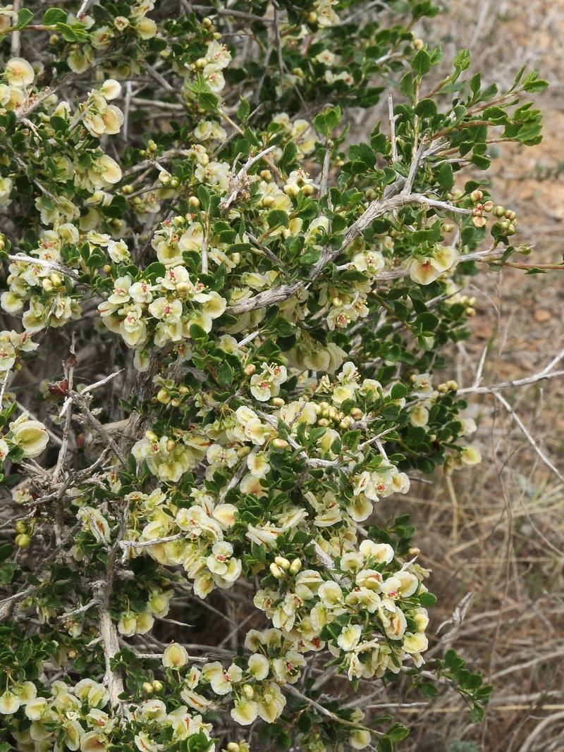 Изображение особи Atraphaxis replicata.