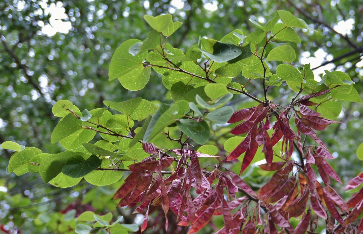 Image of Cercis siliquastrum specimen.