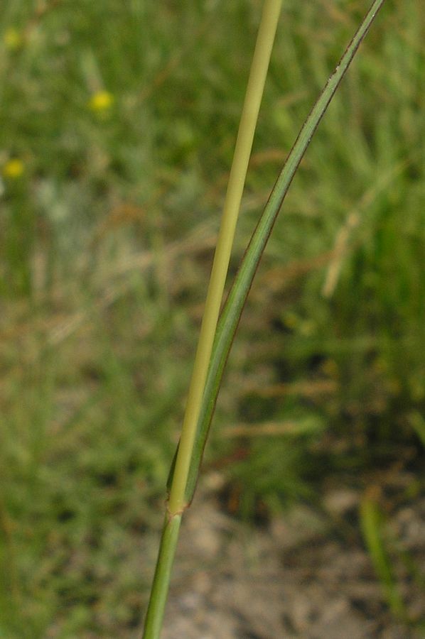 Image of Bothriochloa ischaemum specimen.