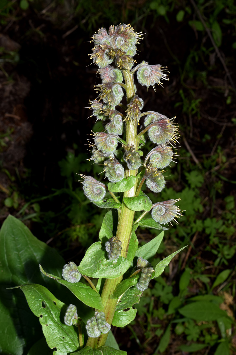 Image of Solenanthus circinnatus specimen.