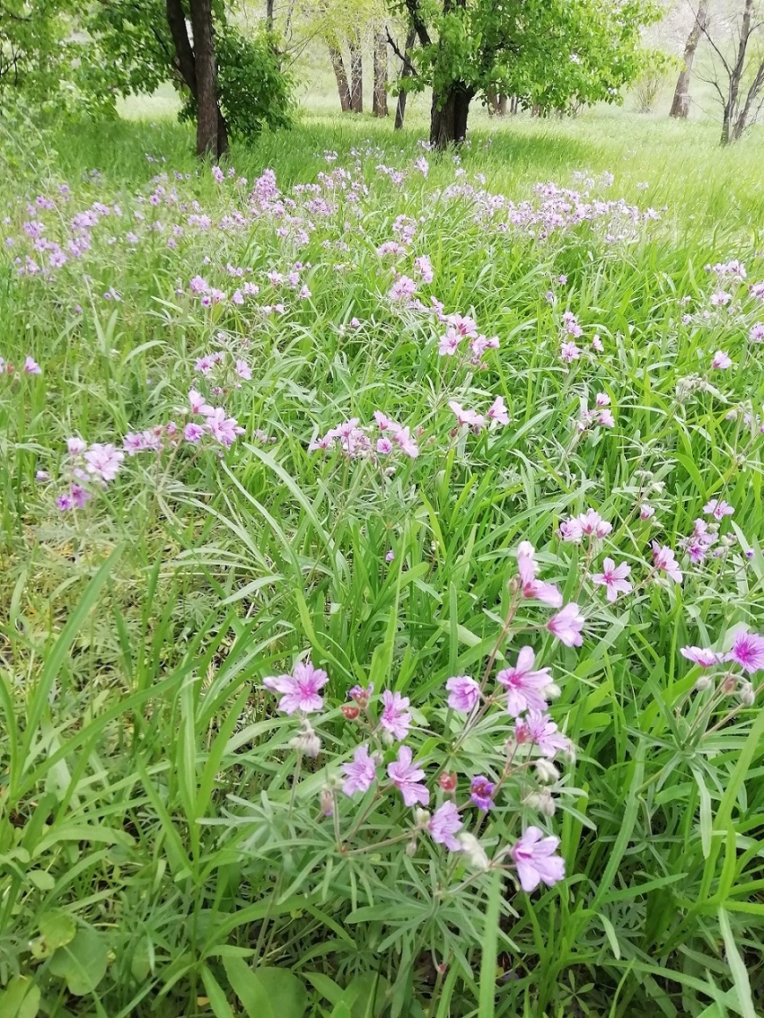 Изображение особи Geranium linearilobum.