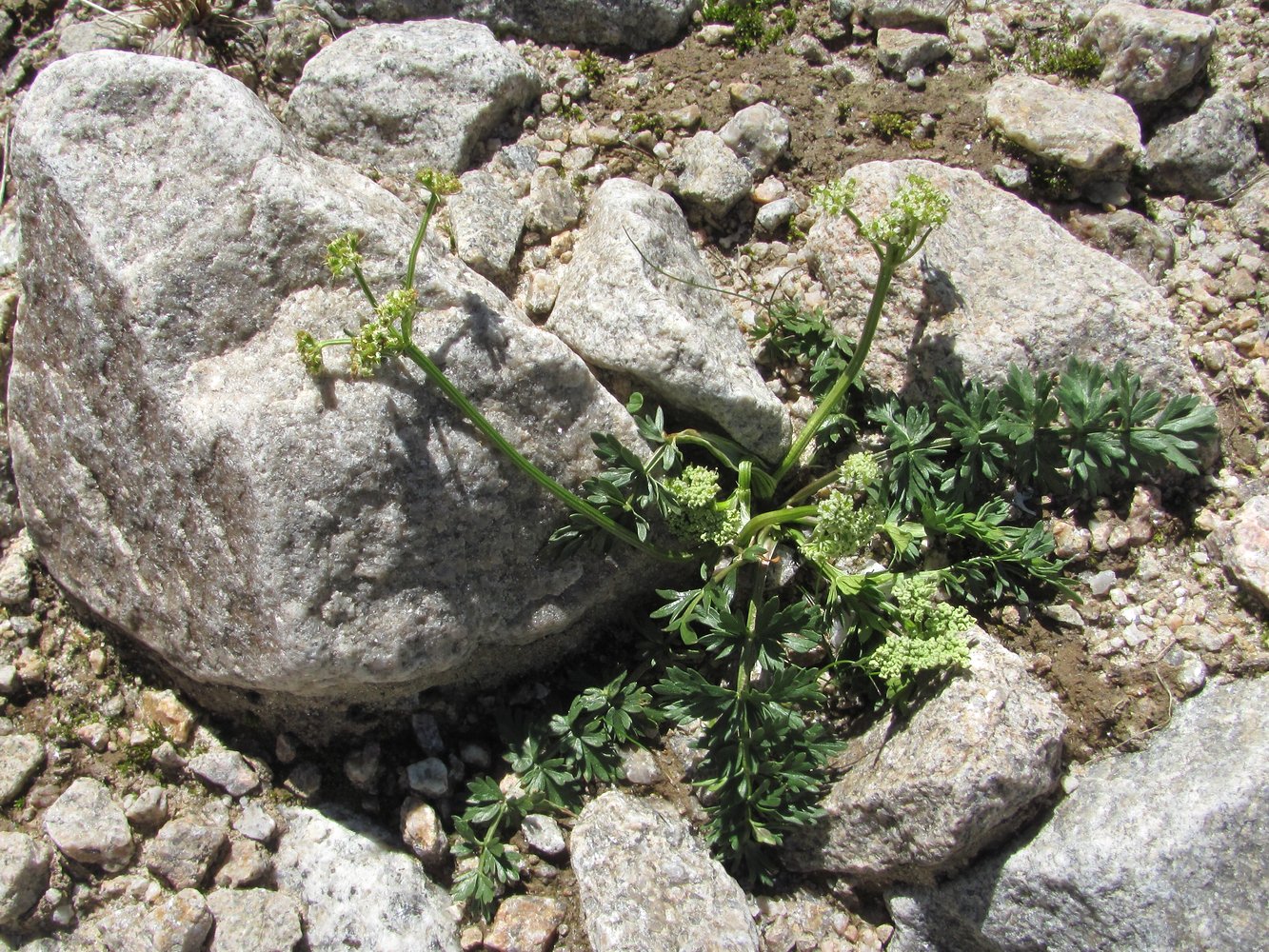 Image of Carum caucasicum specimen.