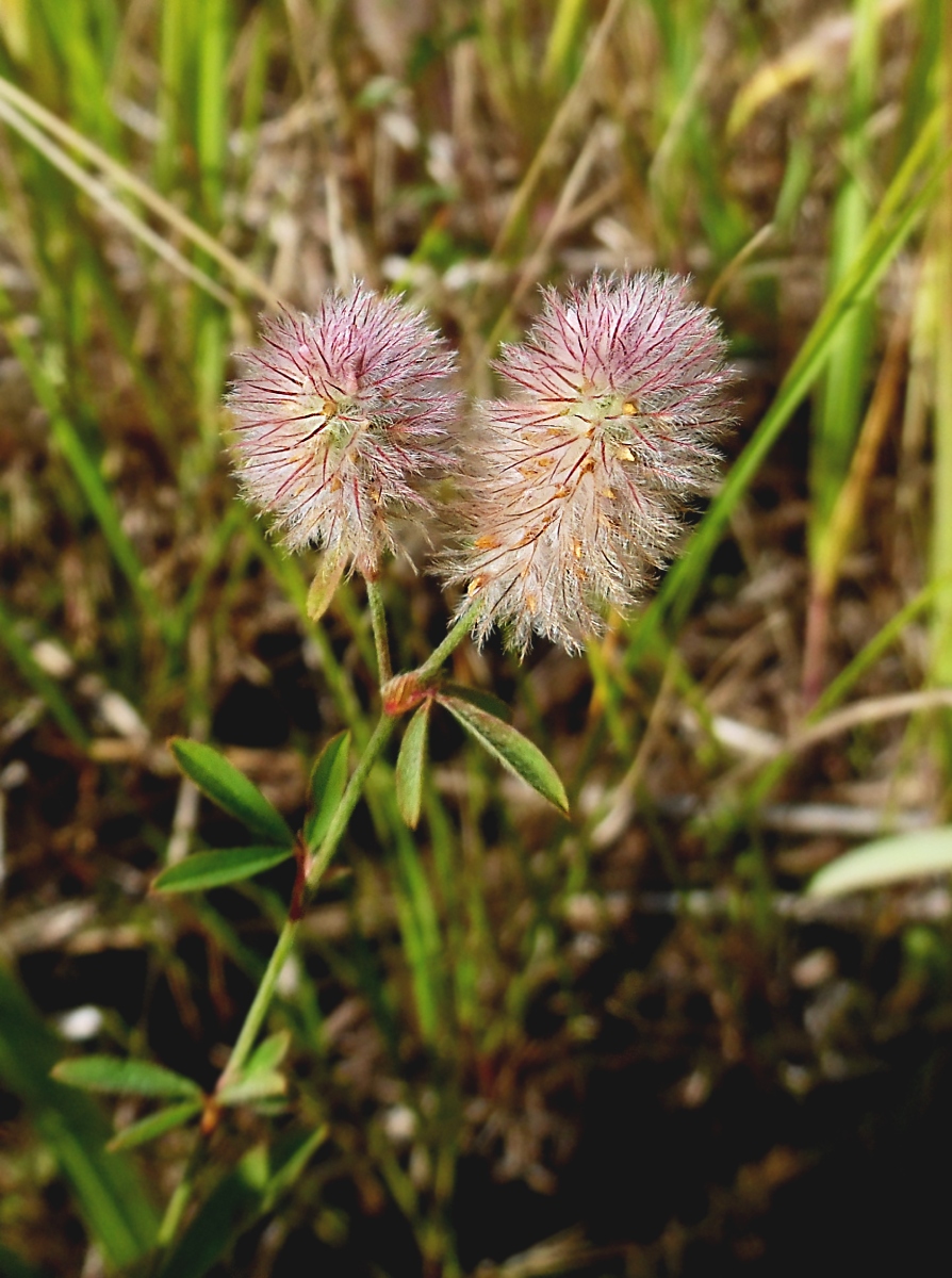 Image of Trifolium arvense specimen.