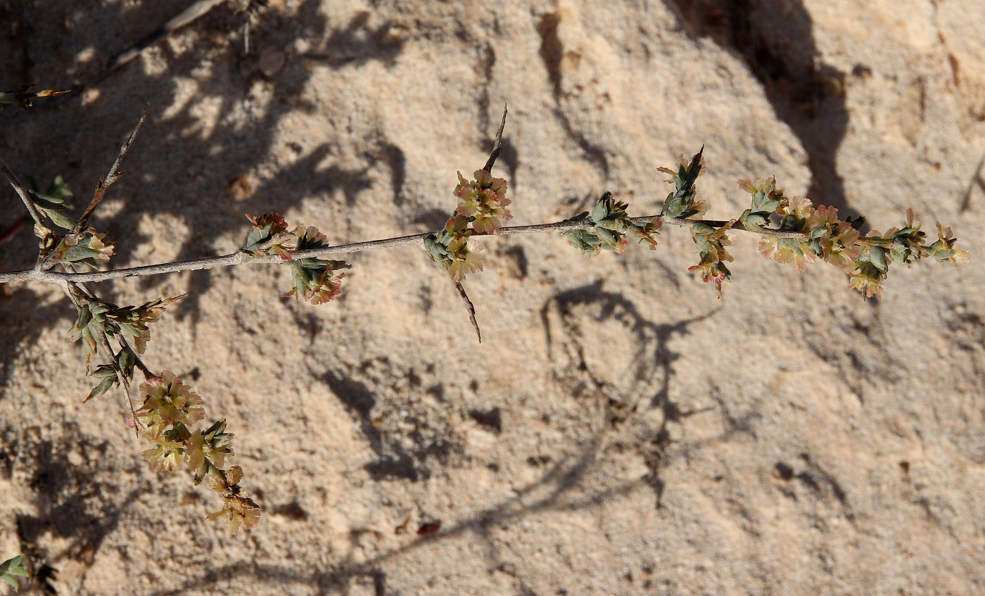 Image of Noaea mucronata specimen.